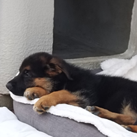 Cuccioli pastore tedesco