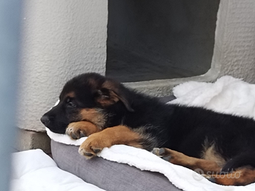 Cuccioli pastore tedesco