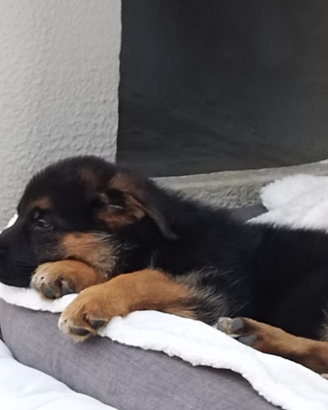 Cuccioli pastore tedesco