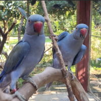 Parrocchetti diverse mutazioni