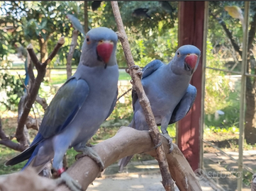 Parrocchetti diverse mutazioni