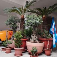 Piante