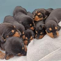 Segugio italiano nero focato