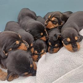 Segugio italiano nero focato