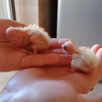 Calopsite allevate a mano