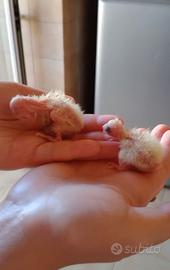 Calopsite allevate a mano