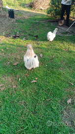 Gallo moroseta .di pochi mesi