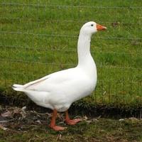 Oca Romagnola maschio
