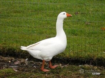 Oca Romagnola maschio