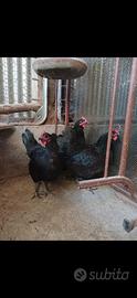 Australorp