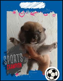 Shiba Inu pedigree enci