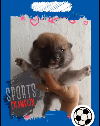 Shiba Inu pedigree enci