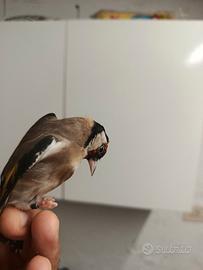 Cardellino