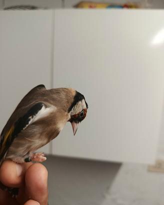 Cardellino