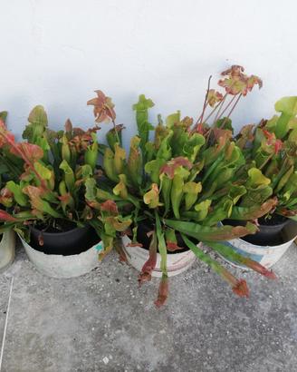 piante