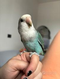 Inseparabile