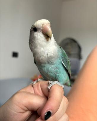 Inseparabile