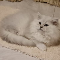 British longhair