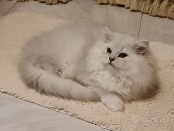 British longhair