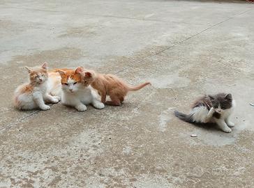 Gattini 3 mesi