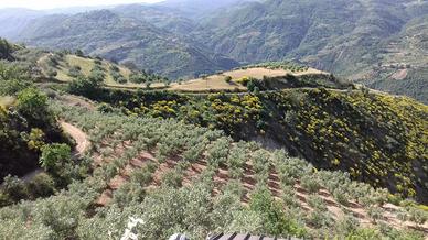 Azienda agricola biologica con quote comunitarie