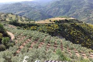 Azienda agricola biologica con quote comunitarie
