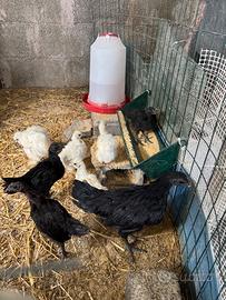 Pulcini ayam Cemani