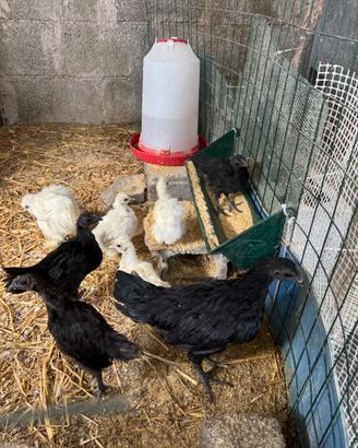 Pulcini ayam Cemani