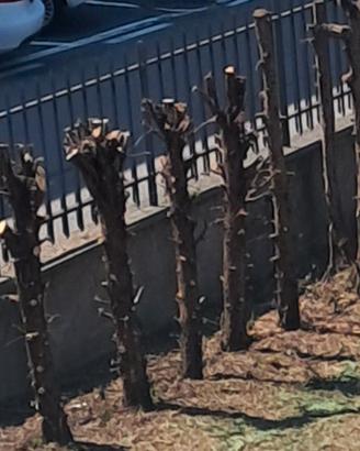 6 quintali legna per camino 