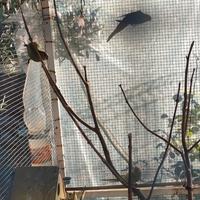 Pappagalli gropponi rossi