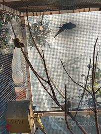 Pappagalli gropponi rossi