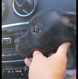 Stafford shire bull terrier