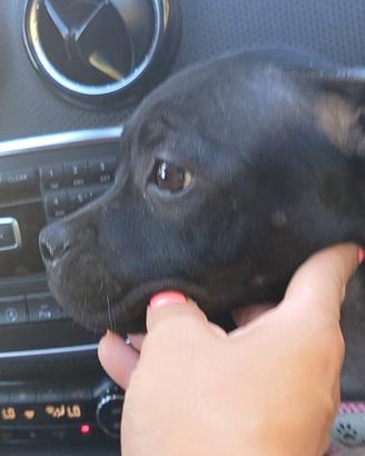 Stafford shire bull terrier