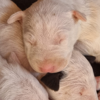 Bull terrier cuccioli