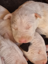 Bull terrier cuccioli