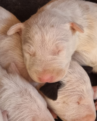 Bull terrier cuccioli