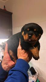 Cucciola Rottweiler