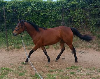 Cavallo