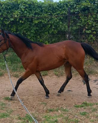 Cavallo