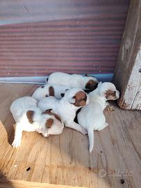 Cuccioli di Jack russell