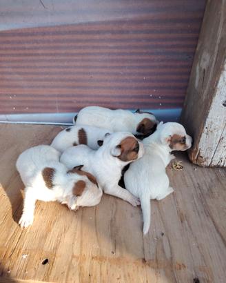 Cuccioli di Jack russell