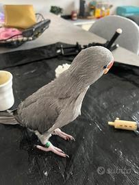 Parrocchetto dal collare 50 gg