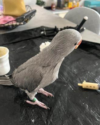 Parrocchetto dal collare 50 gg