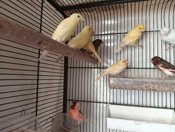 3 coppie di canarini