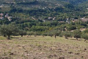 Terreno agricolo Manoppello 