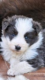 Cucciolo bianco e blu border collie