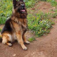 Pastore Tedesco per monta