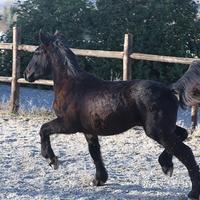 Puledro Percheron