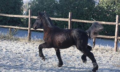 Puledro Percheron