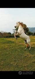 Cavallo andaluso